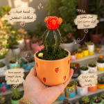 صبار مطعوم في بوت فخار