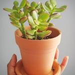 صبار في بوت فخار