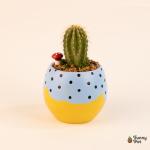 صبار في بوت ملون