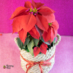 نبات بنت القنصل طبيعي