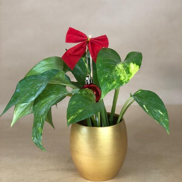 بوت بالبوتس الطبيعي