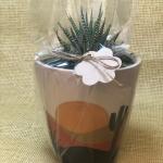 صبار في بوت ملون