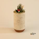 صبار في بوت ملون