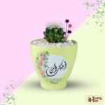 صبار في بوت ملون