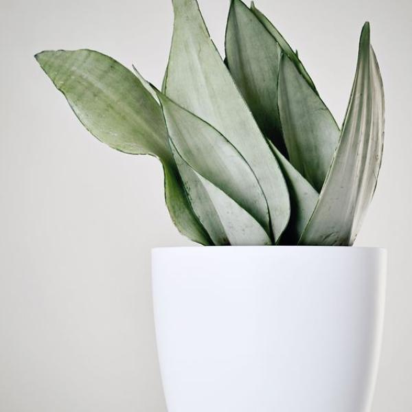 صبار في بوت ملون