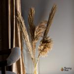 بامبوس مجفف