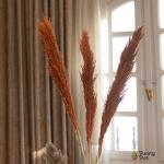 بامبوس مجفف