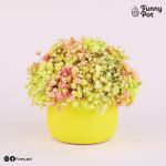 بوت بيبي فلاور