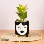 بوت بالبوتس الطبيعي