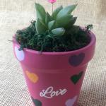 صبار في بوت ملون