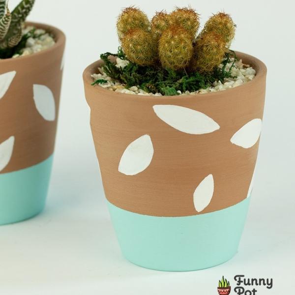 صبار في بوت ملون