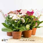 نبات كلانشو