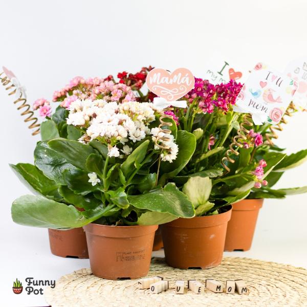 نبات كلانشو