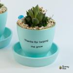 صبار في بوت ملون