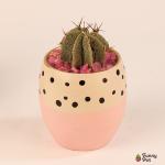 صبار في بوت ملون