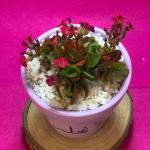 صبار في بوت ملون