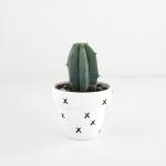 صبار في بوت ملون