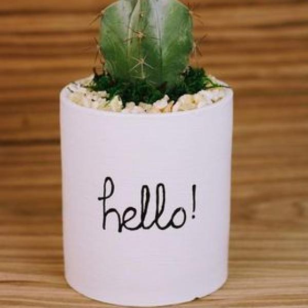 صبار في بوت ملون