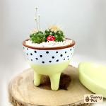 صبار في بوت ملون