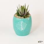 صبار في بوت ملون