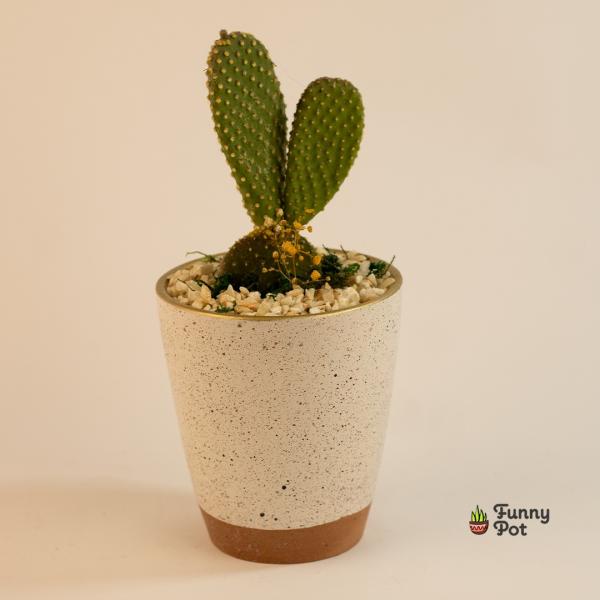 صبار في بوت ملون