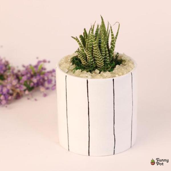 صبار في بوت ملون