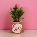 بوت جزع شجر طبيعي