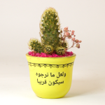 صبار في بوت ملون