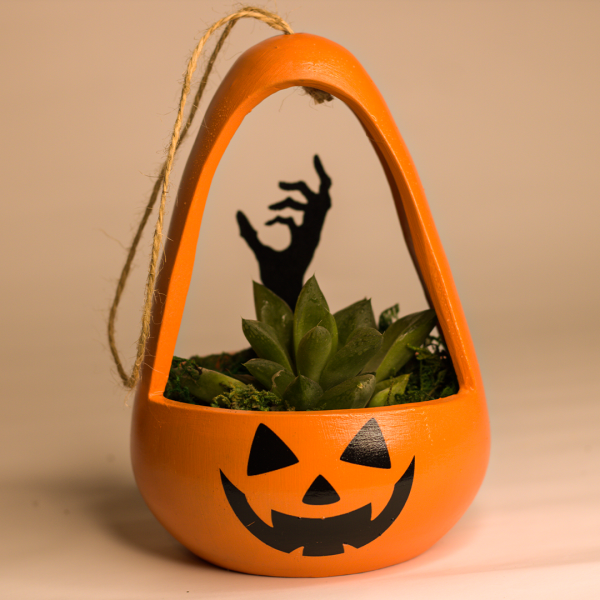 صبار في بوت ملون