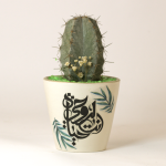 صبار في بوت ملون