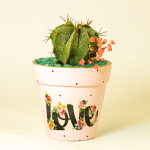 صبار في بوت ملون