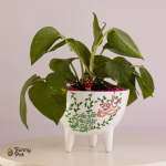 بوت بالبوتس الطبيعي