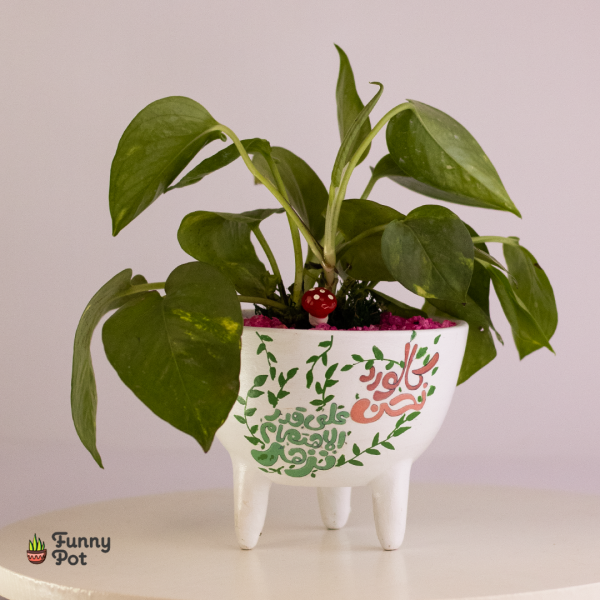 بوت بالبوتس الطبيعي