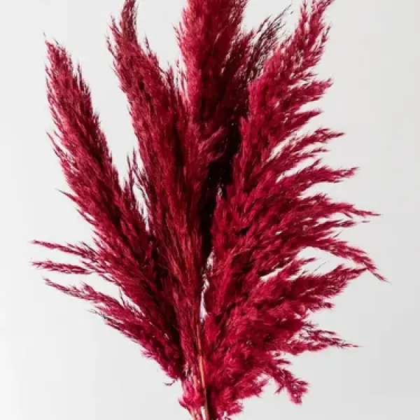 بامبوس مجفف