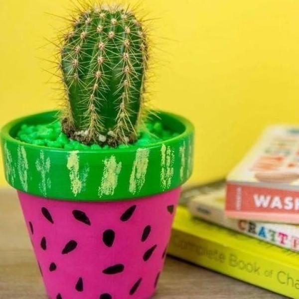 صبار في بوت ملون