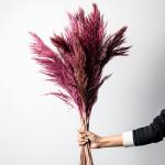 بامبوس  مجفف