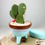 صبار في بوت ملون