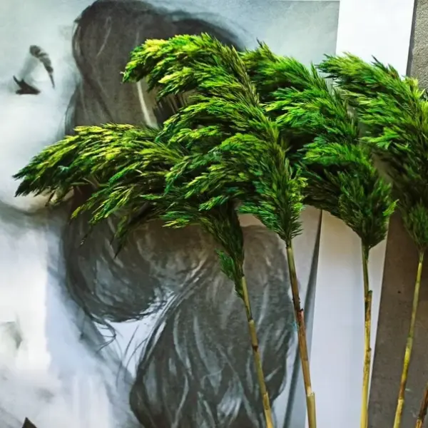 بامبوس ناعم مجفف