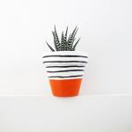 صبار في بوت ملون