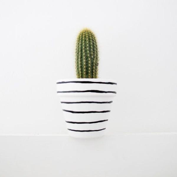 صبار في بوت ملون