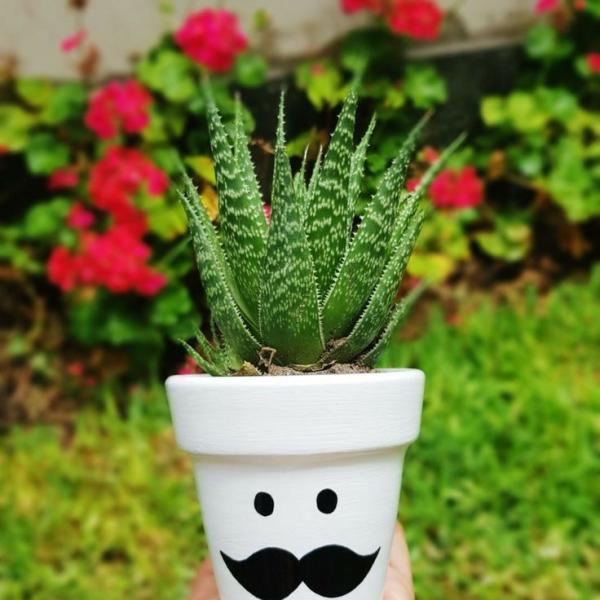 صبار في بوت ملون