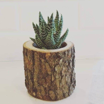 صبار في جزع خشب طبيعي