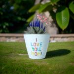 صبار في بوت ملون