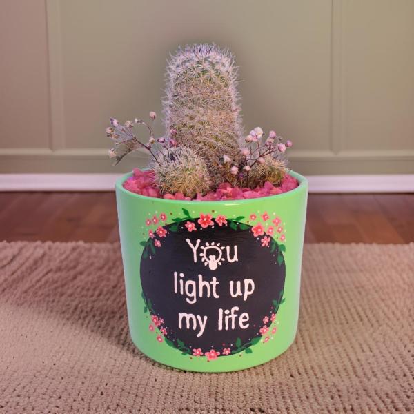 صبار في بوت ملون