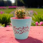 صبار في بوت ملون