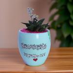 صبار في بوت ملون