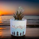 صبار في بوت ملون