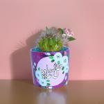 صبار في بوت ملون