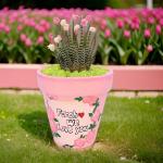 صبار في بوت ملون