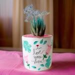 صبار في بوت ملون